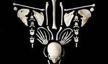 人骨拼图在线观看,揭秘古代谜团，探寻生死奥秘